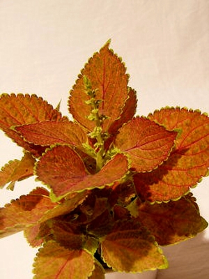 Coleus_1.jpg