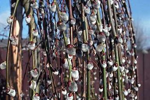 pendula1.jpg