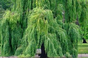 Salix alba‘Tristis’.jpg
