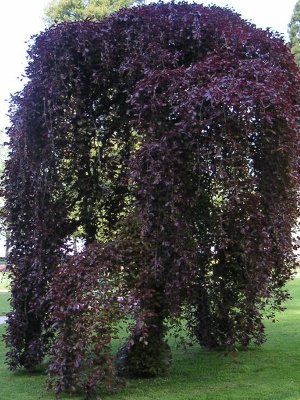 Previsle Stromy
