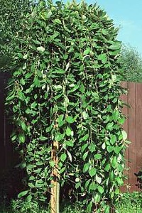 pendula2.jpg