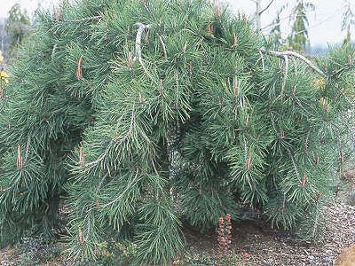 Pinus densiflora ‘Pendula‘.jpg
