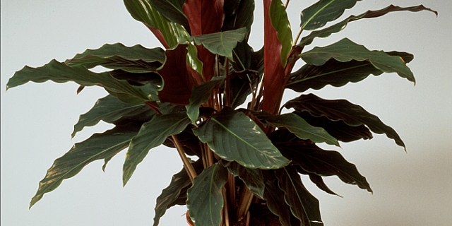 Calathea Pestovani