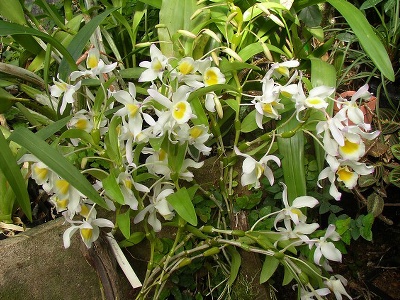 Dendrobium Pestovani