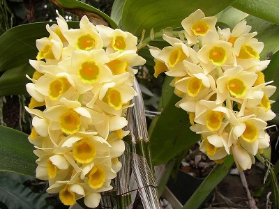 Dendrobiumpestovani