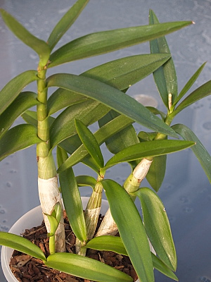 Dendrobium Pestovani