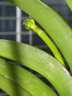 vanda_4.jpg