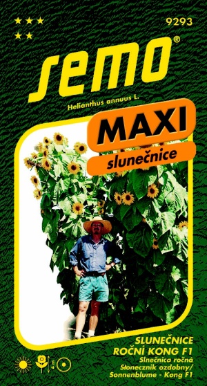 slunecnice2.jpg