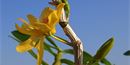 Jak pěstovat orchideje: tentokrát Dendrobium