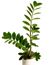 Zamioculcas zamiifolia: jak jej pěstovat bez obtíží